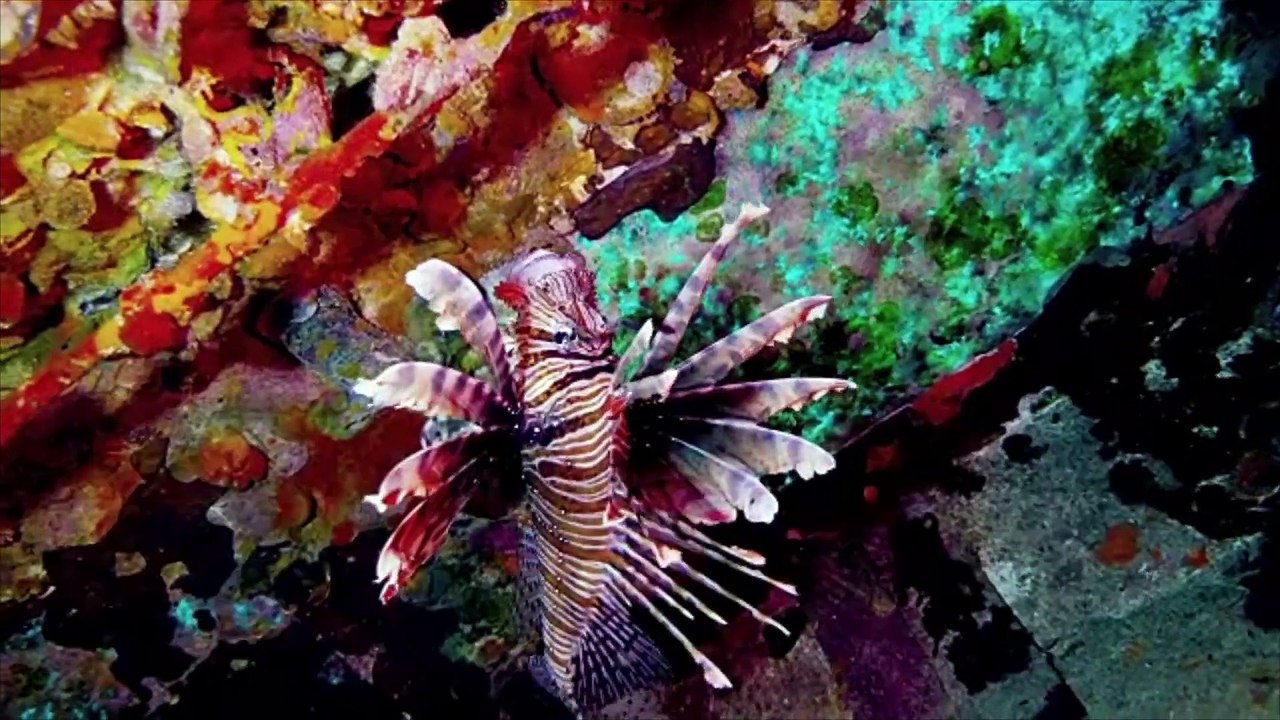 Die sieben Weltwunder der Natur