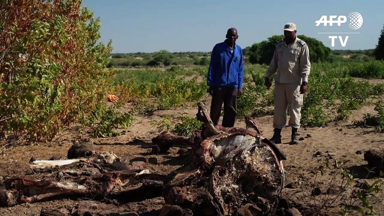 In Botsuana darf man wieder Elefanten jagen