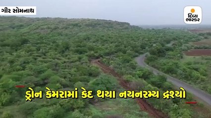 વરસાદનાં કારણે ગીર પંથકમાં પ્રકૃતિ ખીલી ઉઠી, જુઓ ડ્રોનની નજરથી અદભુત નજારો