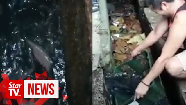 Hundreds of catfish poured out from clogged drain