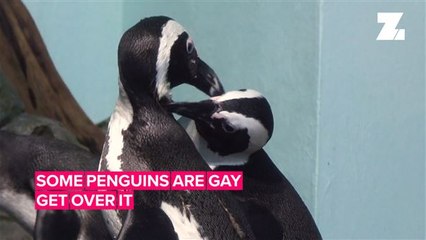 London Pride: “Some penguins are gay. Get over it.”