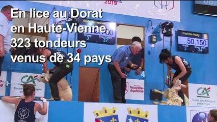 Les stars de la tonte de moutons font leur Mondial en France