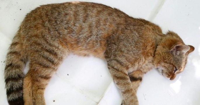 Le chat-renard, une nouvelle espèce sauvage a été recensée en Corse