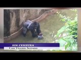 LA NOTICIA QUE ACAPARO TODOS LOS TITULARES; HARAMBE EL GORILA