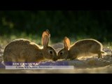 Seis meses en la cárcel por matar a tres conejos
