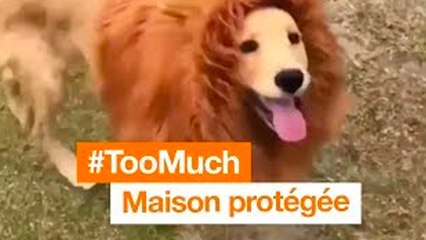#TooMuch - Le chien lion - Orange