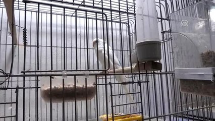 Bodrum katını kuşları için doğal yaşam alanına dönüştürdü