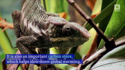 'Football Field' of Amazon Forest Cleared Every Minute