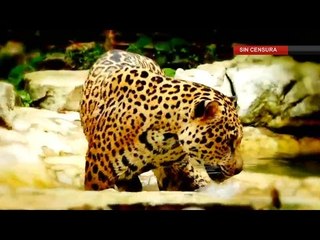 Vaya diciéndole adiós a la Selva Lacandona