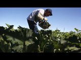 Inmigrantes no roban trabajos a estadounidenses