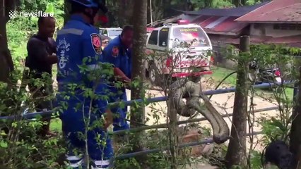 Huge python caught after swallowing puppy in southern Thailand