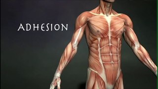 Anatomy_of_fascia_system_of_human_body_Full HD