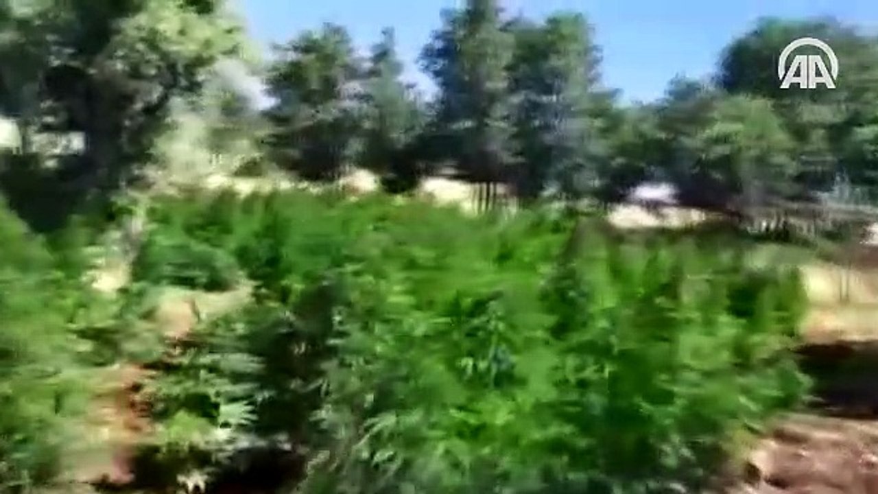 Diyarbakır'da 5 milyon 430 bin 704 kök Hint keneviri ele geçirildi