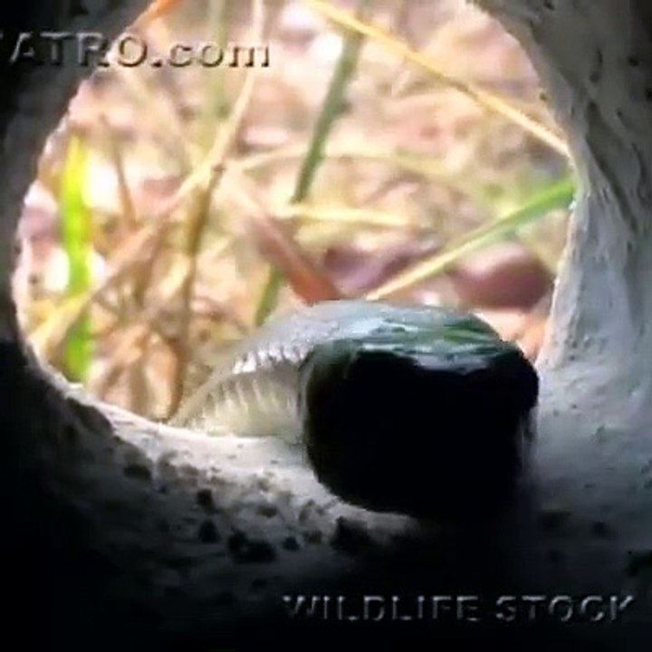 Black Mamba hunting Rodents 01, deadly venomous snake
