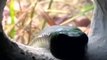 Black Mamba hunting Rodents 01, deadly venomous snake