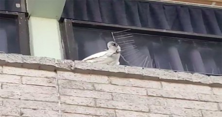 Un cacatoès retire tous les pics anti-oiseaux d'un rebord en Australie et fait le buzz