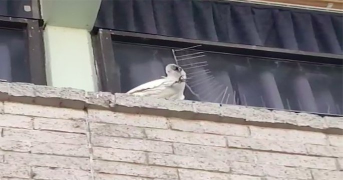 Un cacatoès retire tous les pics anti-oiseaux d'un rebord en Australie et fait le buzz