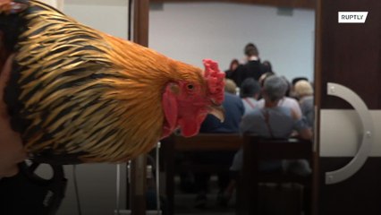 Noisy French ROOSTER goes on trial in neighborly dispute