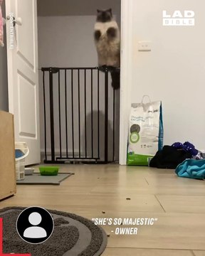 Une chatte saute une barrière avec classe