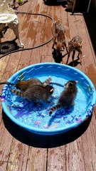 Pool Party for Animal Pals