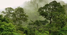 Planter des forêts serait « la meilleure solution face au réchauffement climatique », selon une étude
