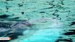 Baby Beluga Playfully Swims With Mother