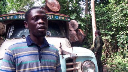 Salvar a los tímidos elefantes de Nigeria