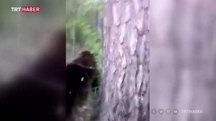 Rusya'da bir adam tekmelediği ayının saldırısına uğradı