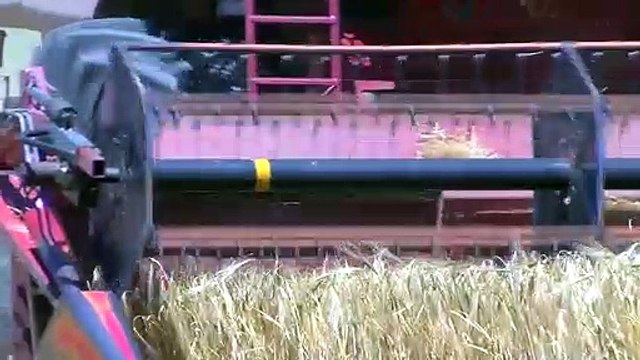 Moissons : inquiétude sur le blé.