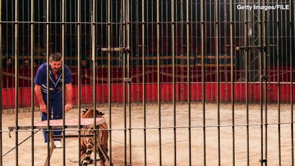 Circus Trainer  Killed By Four Tigers