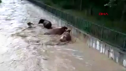 Kastamonu'da sağanak hayatı olumsuz etkiledi: 8 büyükbaş sele kapıldı