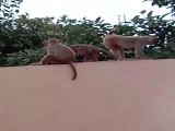 Group of monkeys making fun and eating