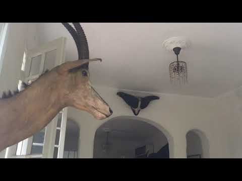 POR HABANA, CUBA EN LA FINCA DEL NOBEL DE LITERARUA ERNEST HEMINGWAY. HOMBRE DE MOJITOS Y DAIQUIRIS