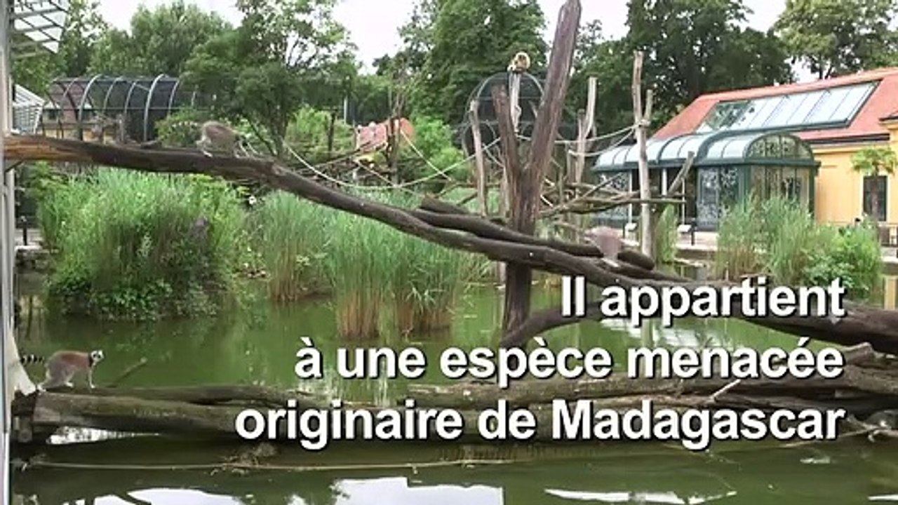 Naissance d'un maki catta dans un zoo de Vienne