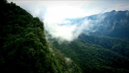 Δεντροφύτευση κατά της κλιματικής αλλαγής