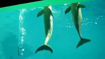 Deux dauphins viennent aspirer l'oxygène d'un tuyau dans l'aquarium