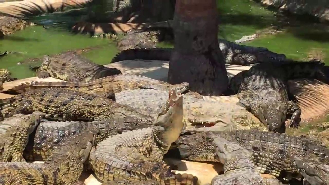 Un Crocodile fait la prise du deathroll sur un autre crocodile