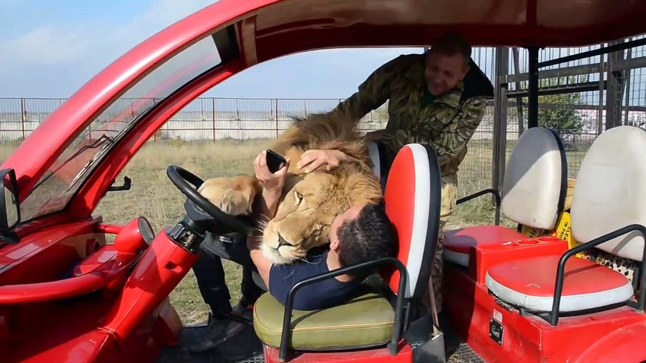 Ce gros lion est très calin et grimpe dans la voiture