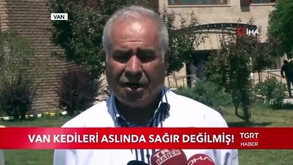 Van Kedileri Aslında Sağır Değilmiş!