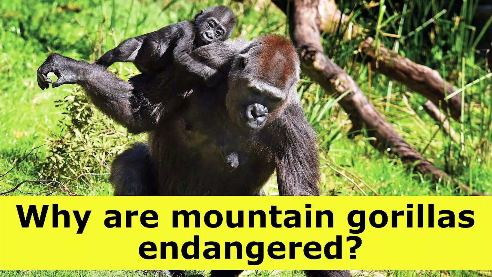 ⁣Why are mountain gorillas endangered?