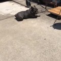 Goofy Dog Walks by Dragging His Hind Legs on the Ground