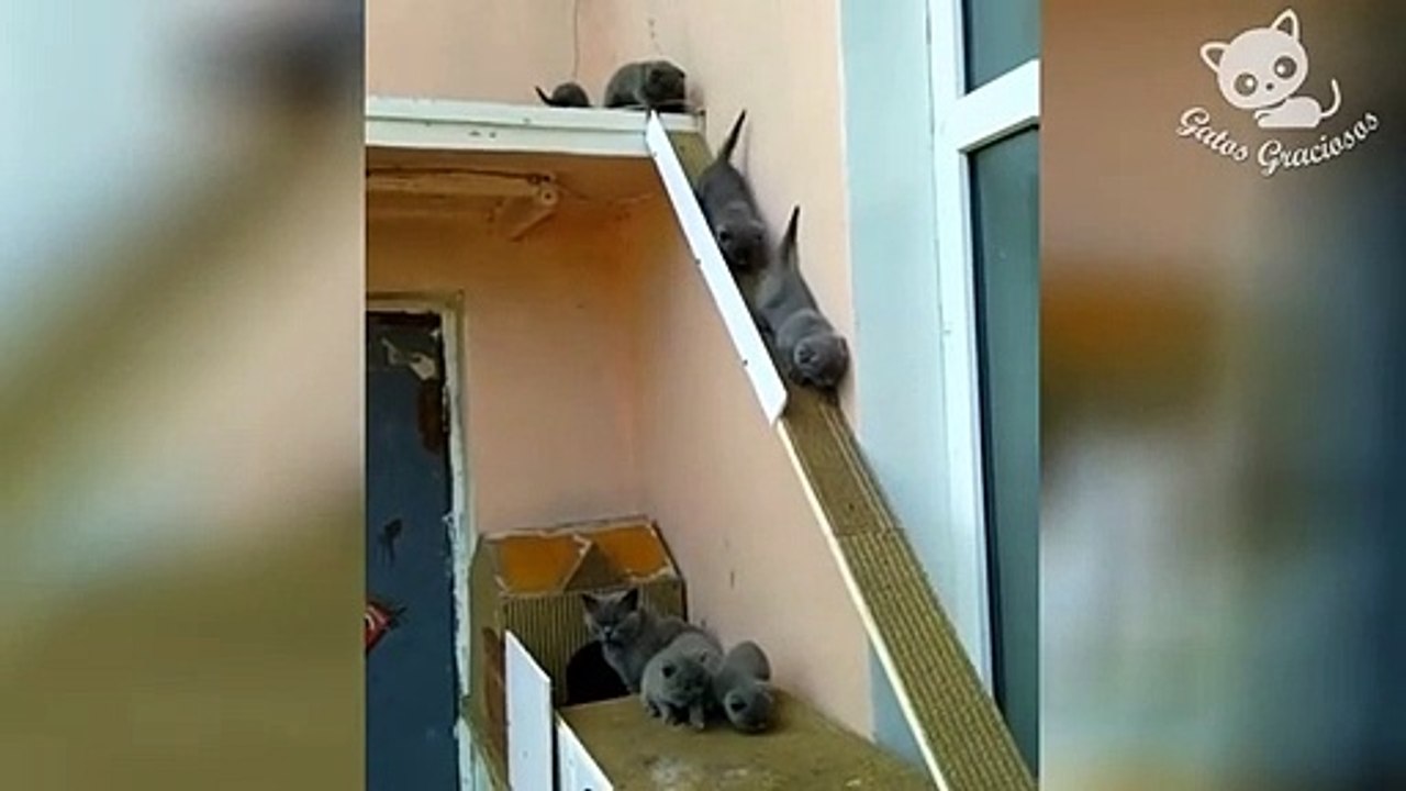 Gatos Graciosos - SI TE RÍES GANAS