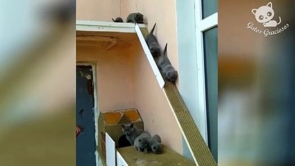 Gatos Graciosos - SI TE RÍES GANAS