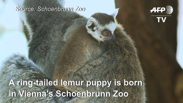 Ring-tailed lemur puppy born in Schoenbrunn Zoo