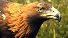 Big Mistake Eagle Provoked Baby Leopard And The Unexpected _ Mother Leopard Fail