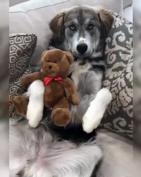 Precious Protective Pooch