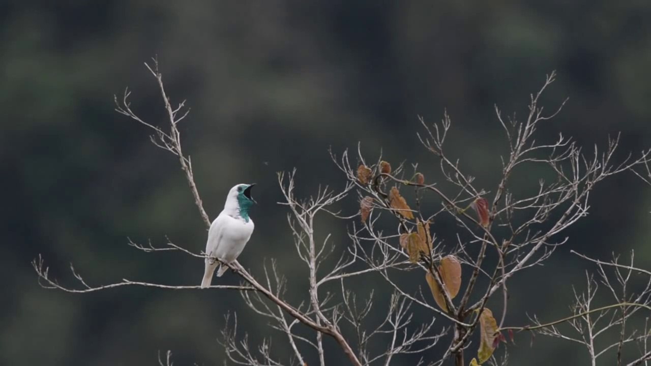 Beautiful Bare-throated Bellbird birds and nature sound