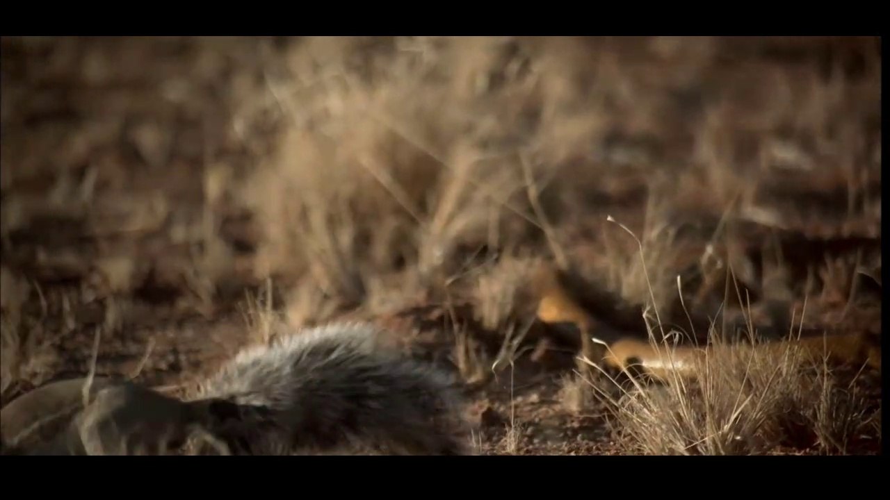 Top 3 snake vs mongoose real fight