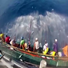 Catching Tuna on The Big Sea, Too Many Fish! Amazing Fast Tuna Fishing Skill