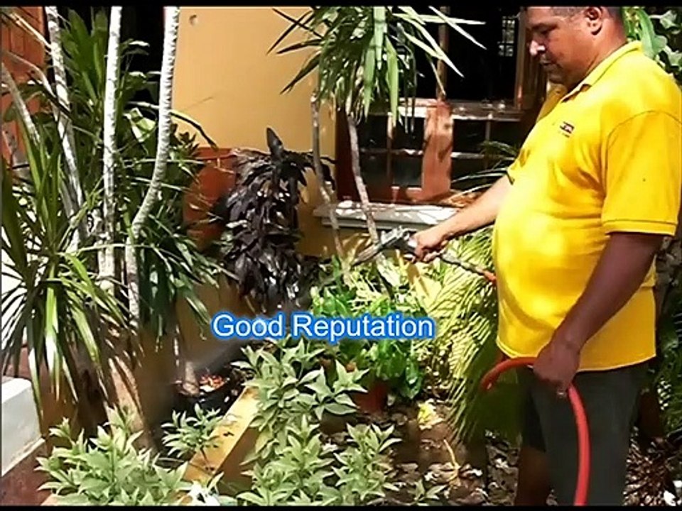 PRIMITO IS SAVING HOMES WE ARE THE EXPERT IN TERMITES, PRIMITO HAVE SAVED OVER 3088 HOMES ON THE ISLAND OF ARUBA